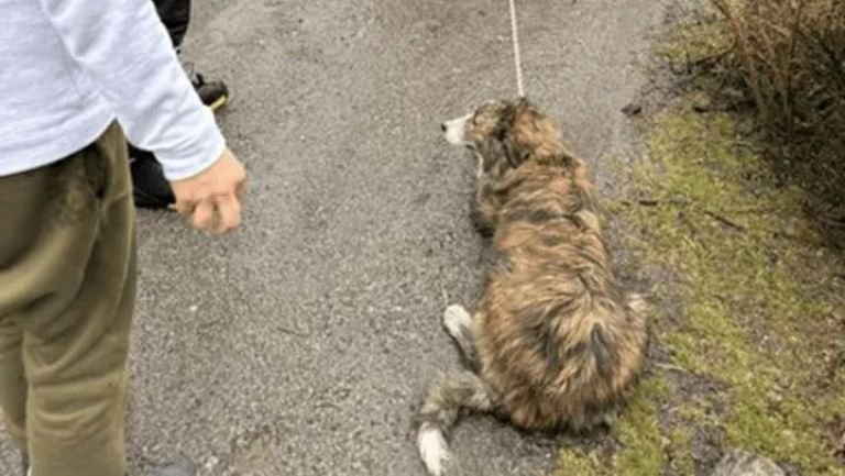 Aberrante: arrastraba a su perro atado al baúl del auto, aseguró que “tenía olor a mojado” y terminó imputado