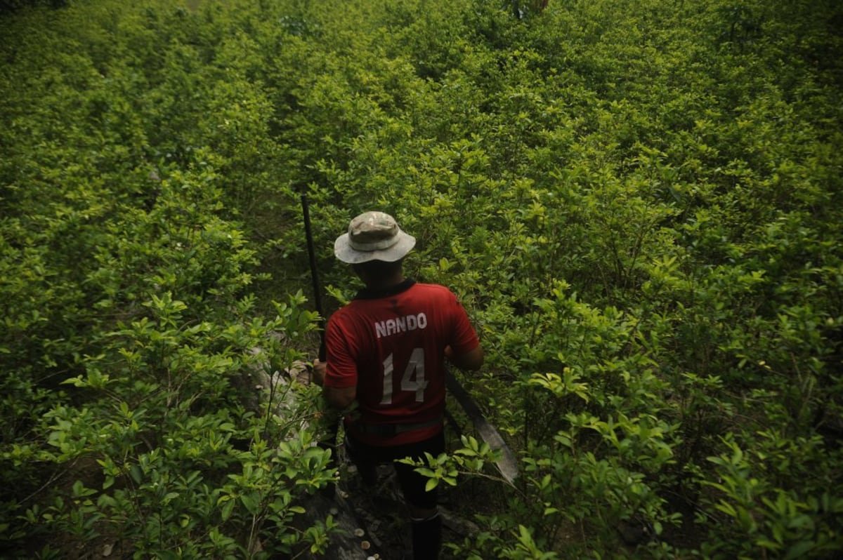 Amazonía en emergencia: un mandato de acción desde los pueblos indígenas | América Futura