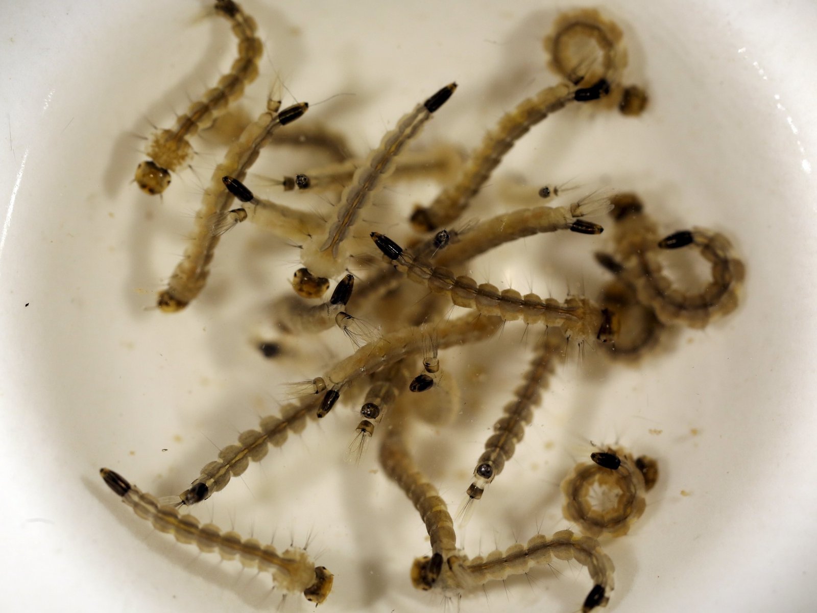 Descubren un curioso “error” de los mosquitos que puede ayudar a reducir el impacto del dengue
