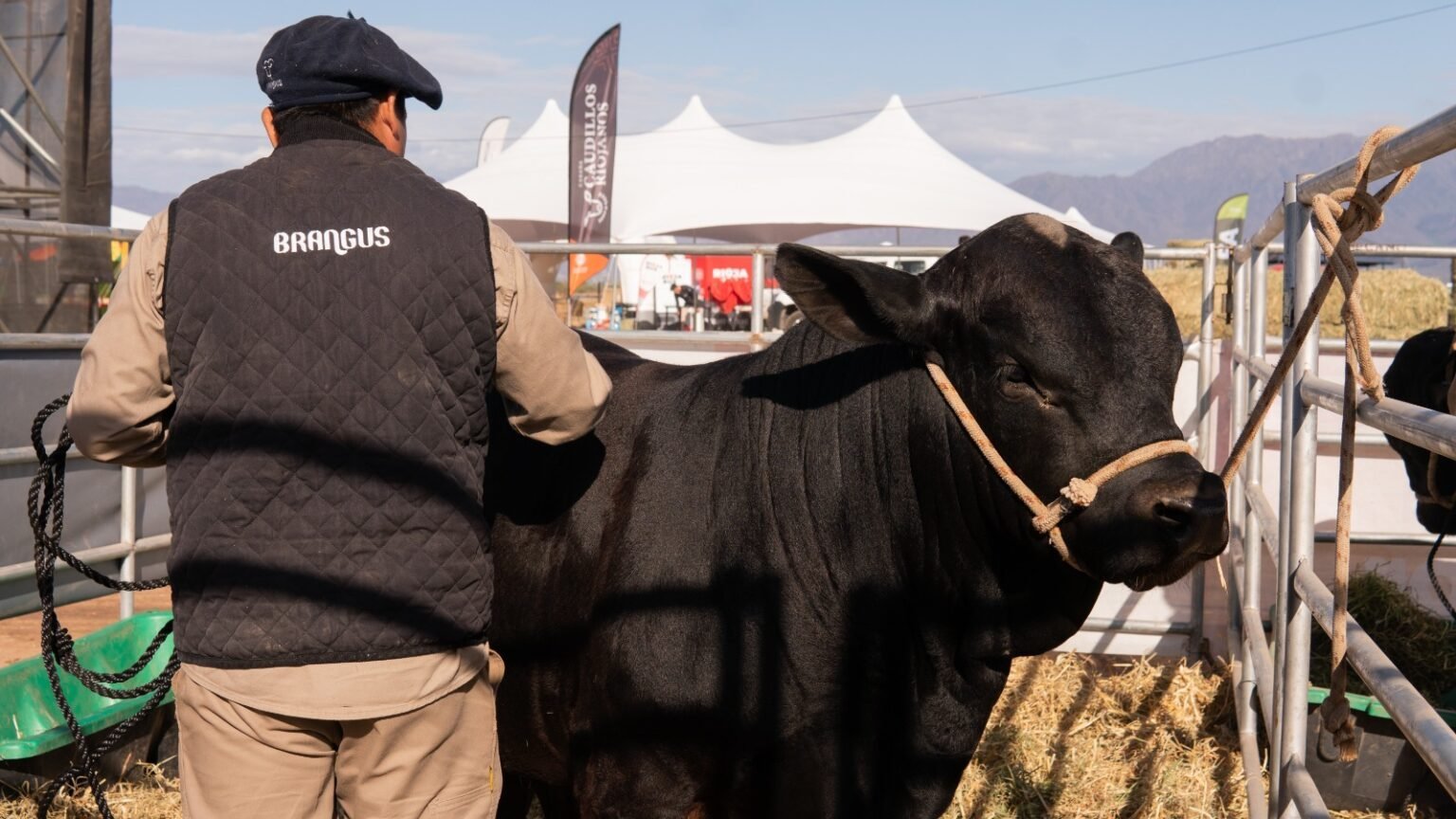 El 3er Remate de Cabañas Riojanas se realizará el 21 de noviembre: más de 170 animales en venta