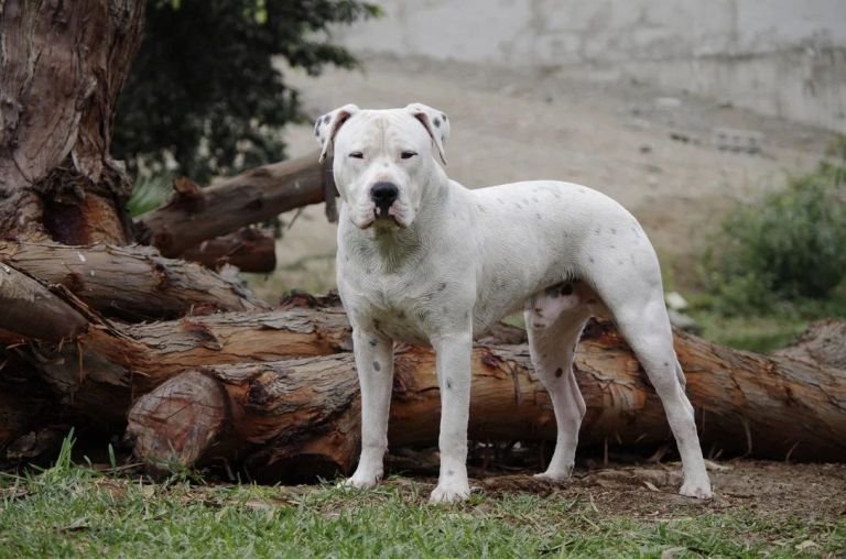 Jujuy: Usaron a un perro dogo para atacar y robarle a un motociclista