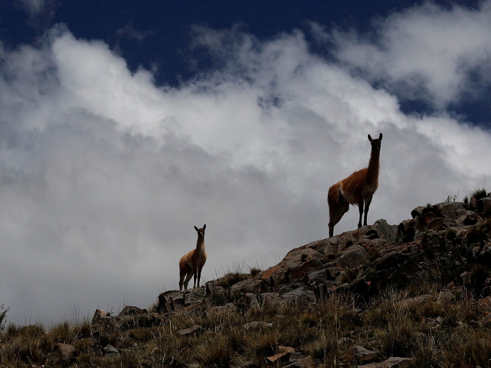 La guerra silenciosa contra el animal veloz que “se está comiendo la Patagonia”: lo persiguen con motocicletas