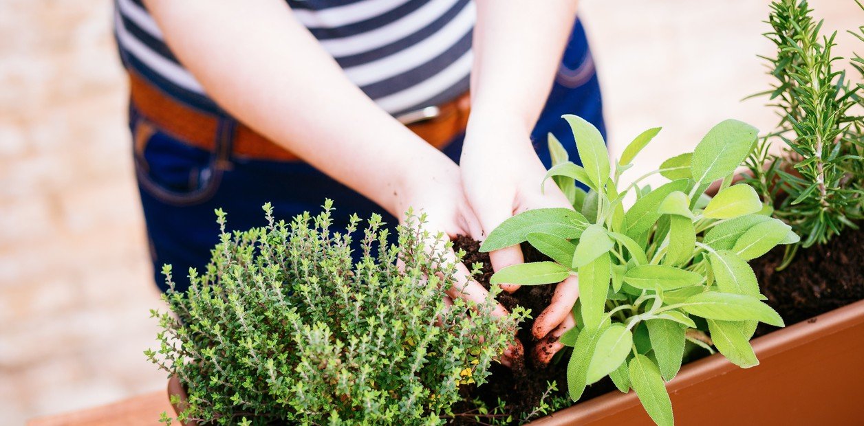 Qué hace falta para tener una huerta en el balcón, cocinar con plantas aromáticas frescas y comer lechuga recién cortada