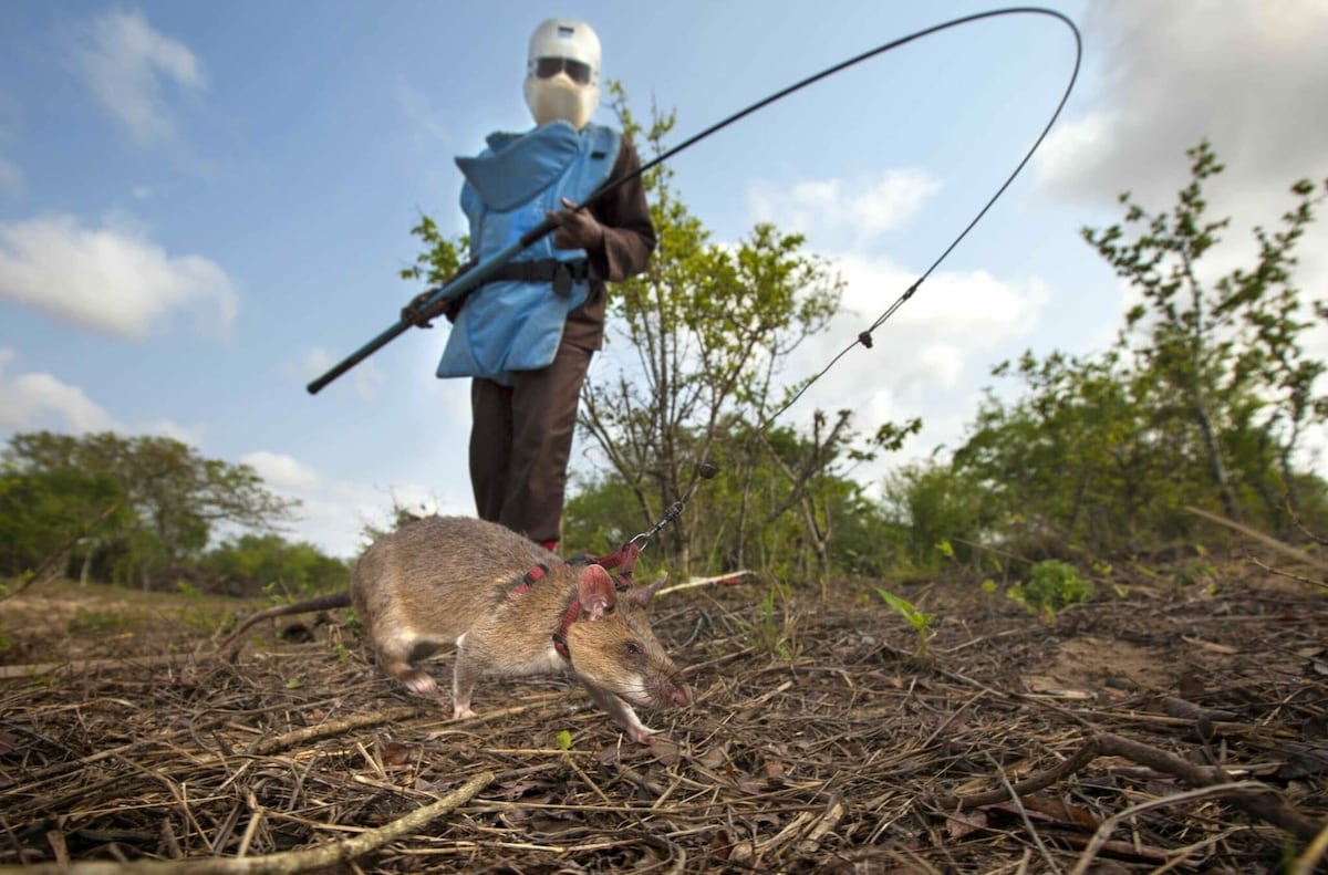 Ratas que salvan vidas: roedores entrenados desactivan minas y permiten volver a cultivar las tierras | Planeta Futuro