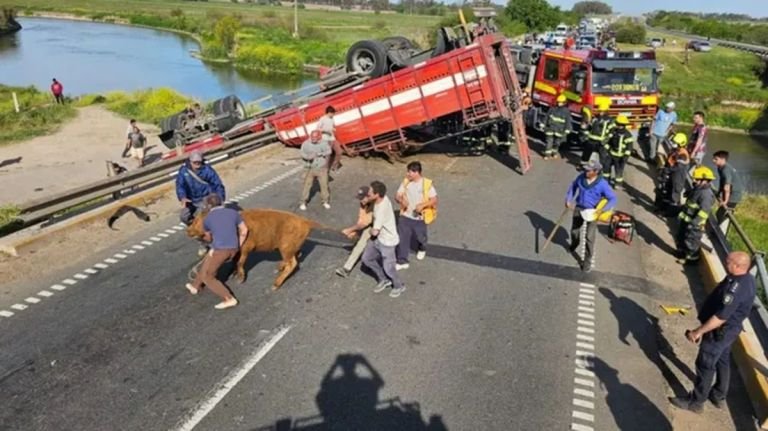 Volcó un camión y los vecinos se organizaron por Facebook para faenar a los animales: “Nos vamos a comer un re asado”