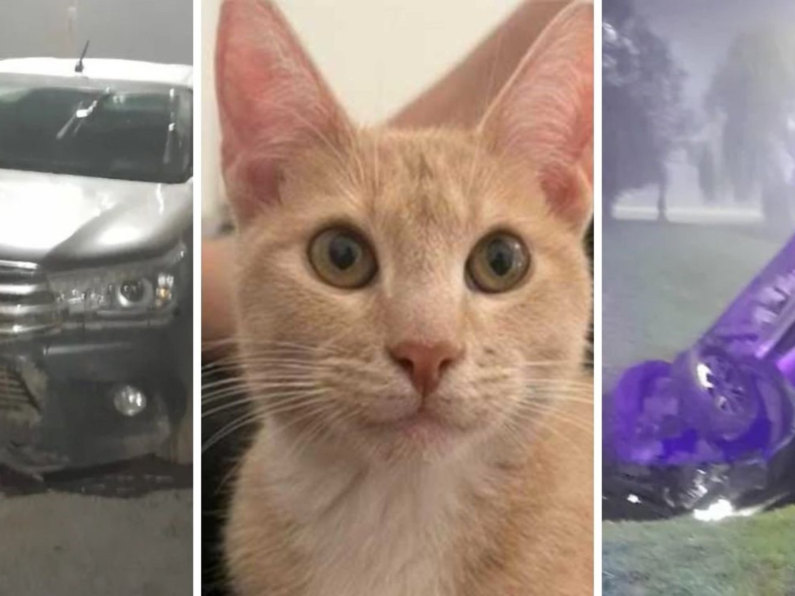 ¿Dónde esta Milo? Se llevaron su gato cuando les robaron el auto y ahora piden ayuda para recuperarlo