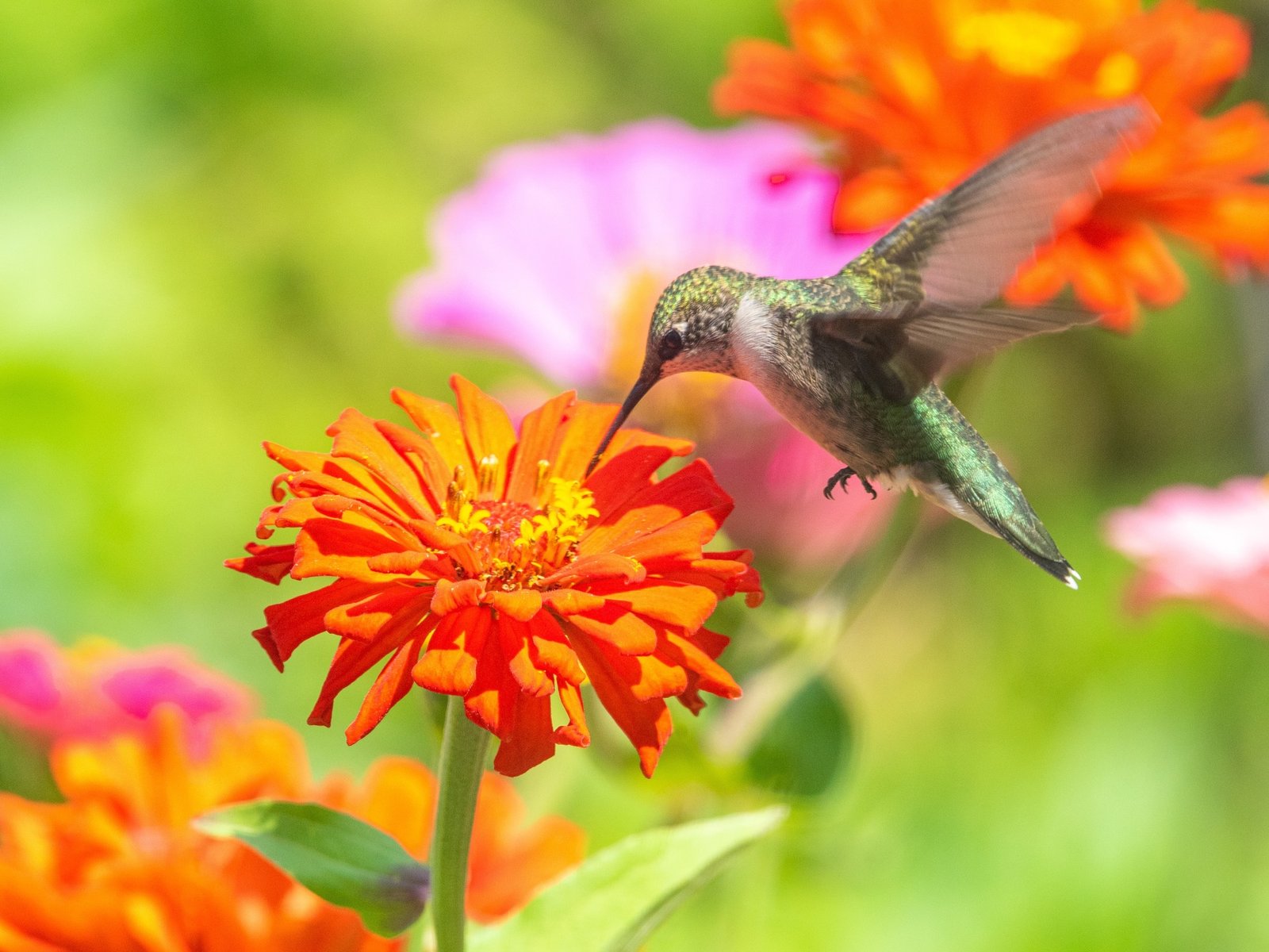 Cinco plantas con flores para atraer colibríes