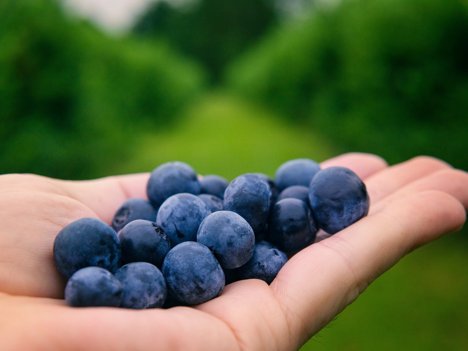 Descubrí los seis super-alimentos Made in Argentina que revolucionan la alimentación global