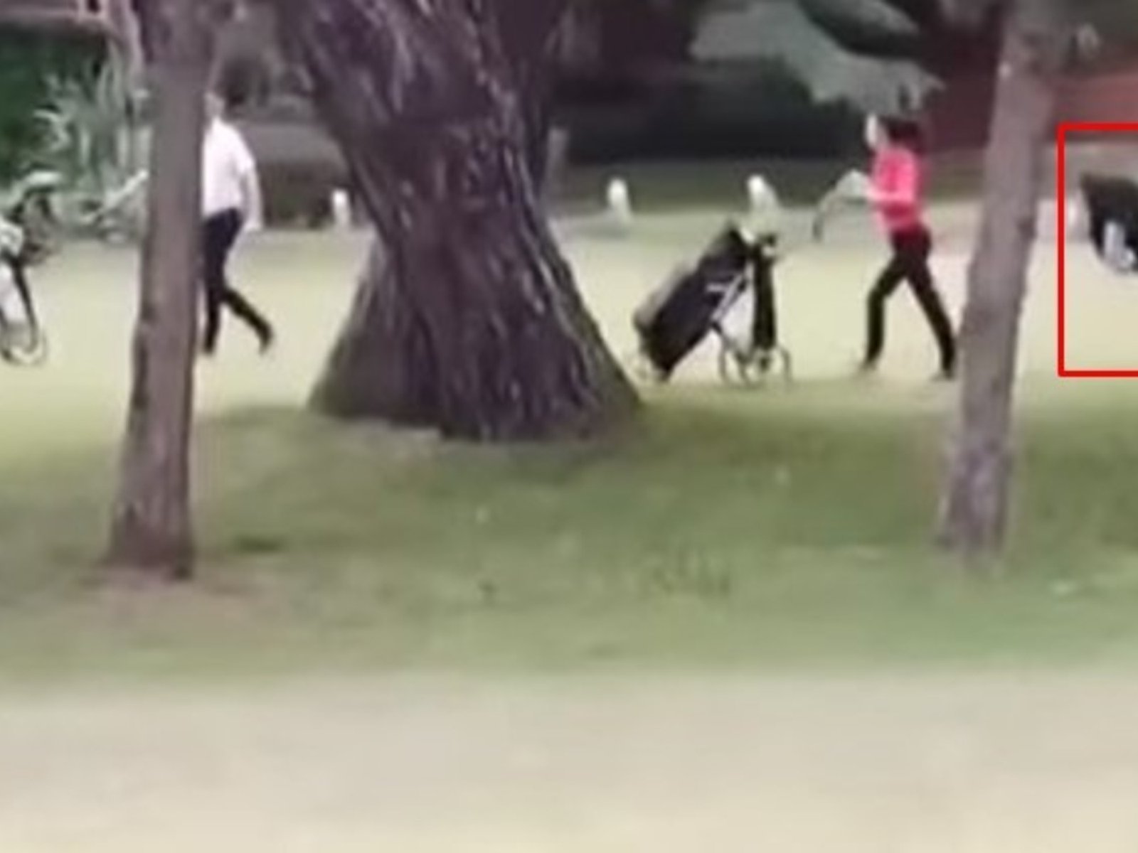 Detuvieron a la golfista que atacó a palazos a otra mujer en Pinamar