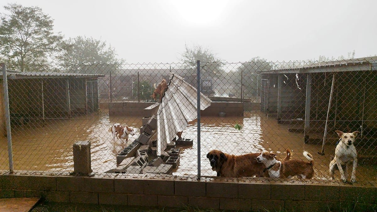 El Gobierno destina 390.000 euros a protectoras de animales afectadas por la dana | Clima y Medio Ambiente