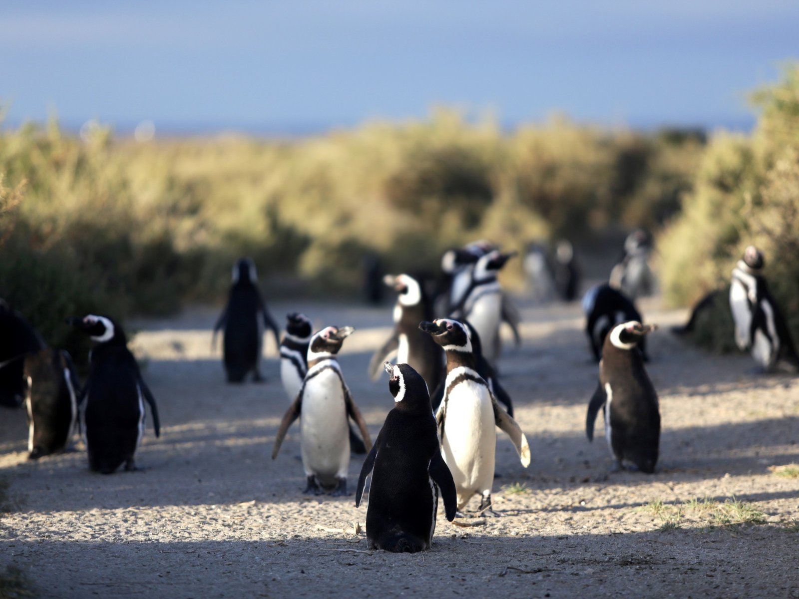En un juicio histórico, condenaron al acusado de la matanza de pingüinos en Punta Tombo por el delito de daño ambiental