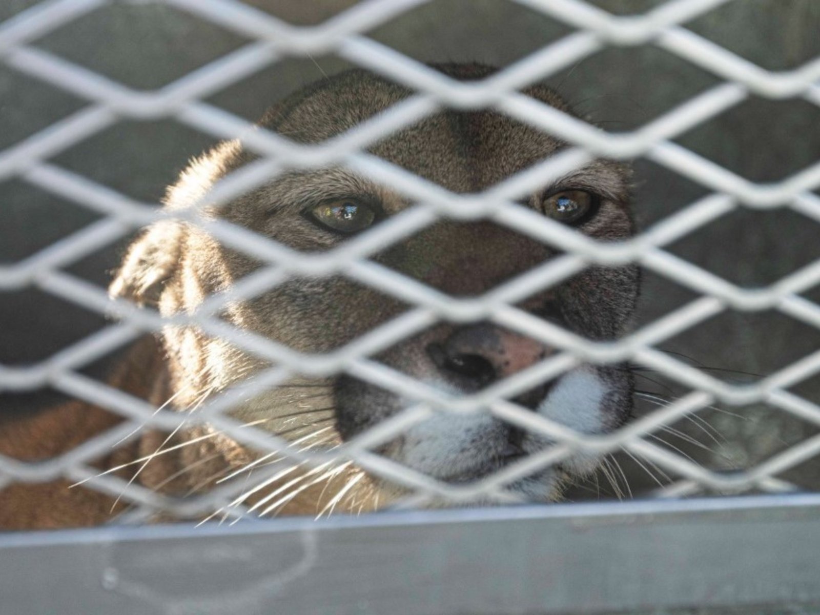 Envían a Uruguay a seis pumas rescatados en la Provincia de Buenos Aires del tráfico ilegal