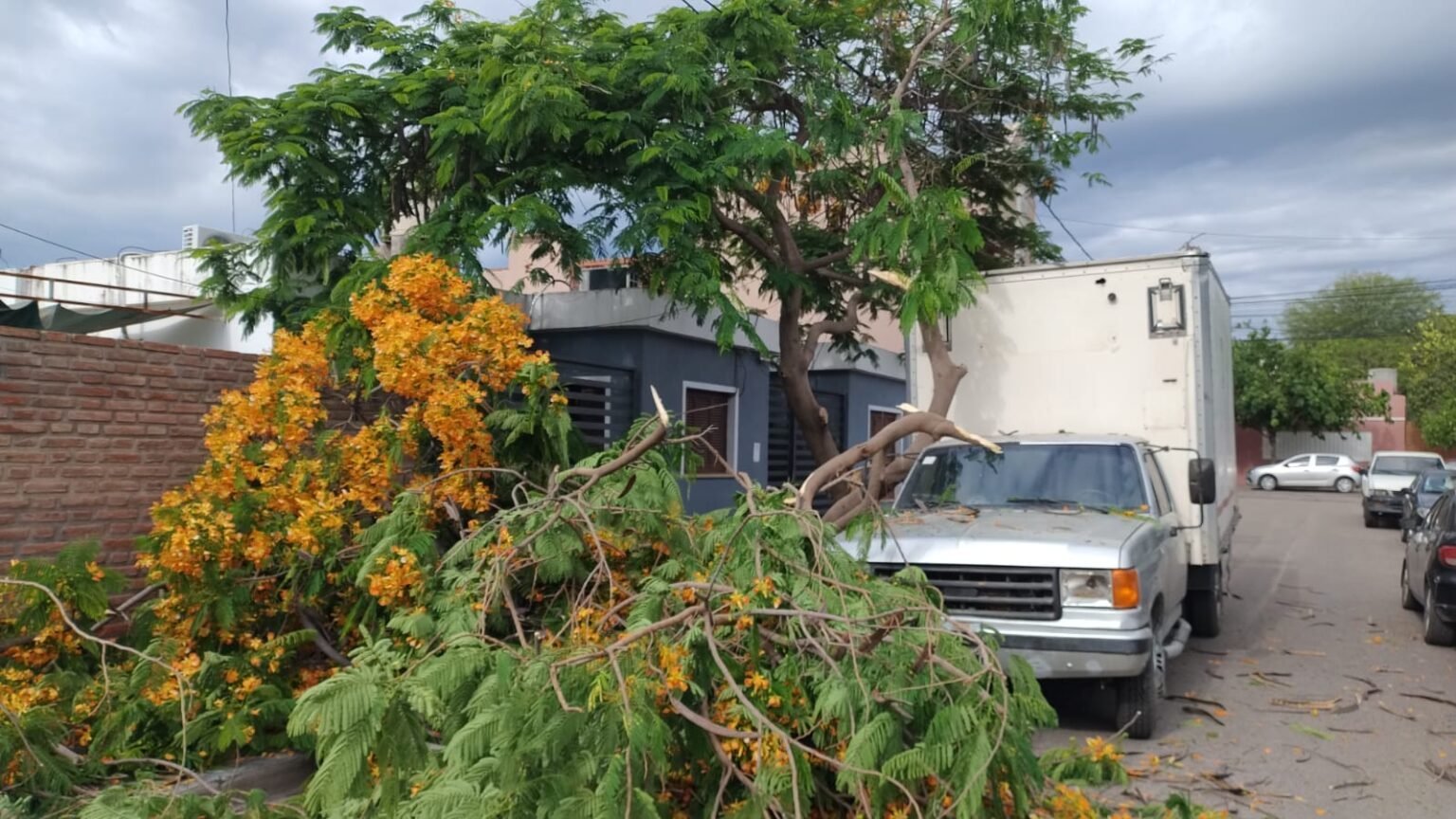 Un árbol de gran porte cayó sobre un camión que circulaba por barrio Evita: el conductor salió ileso