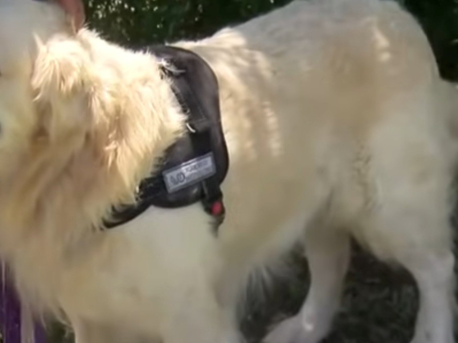 La historia de Bai Shi, el Golden Retriever de ocho años que encontró el cuerpo de Sofía Delgado y ahora le llegó la hora de jubilarse
