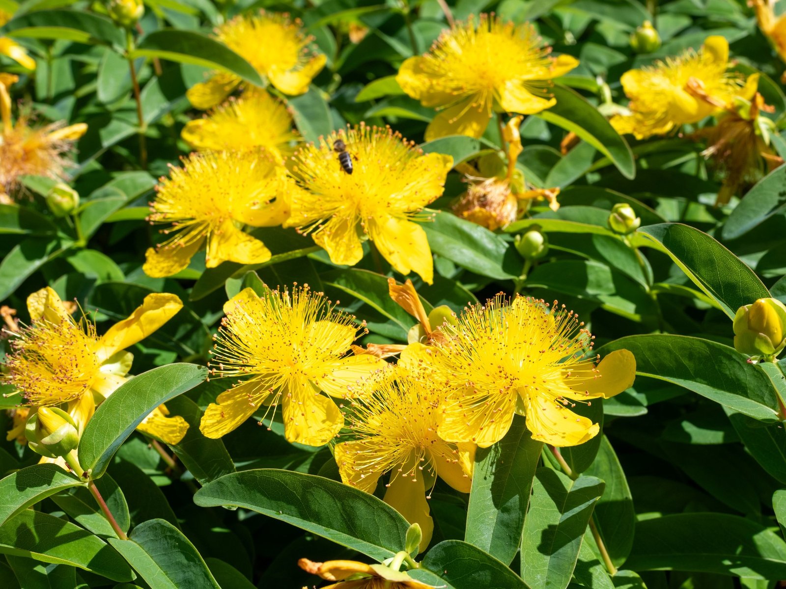 Siete arbustos ideales para tener muchas flores en poco espacio