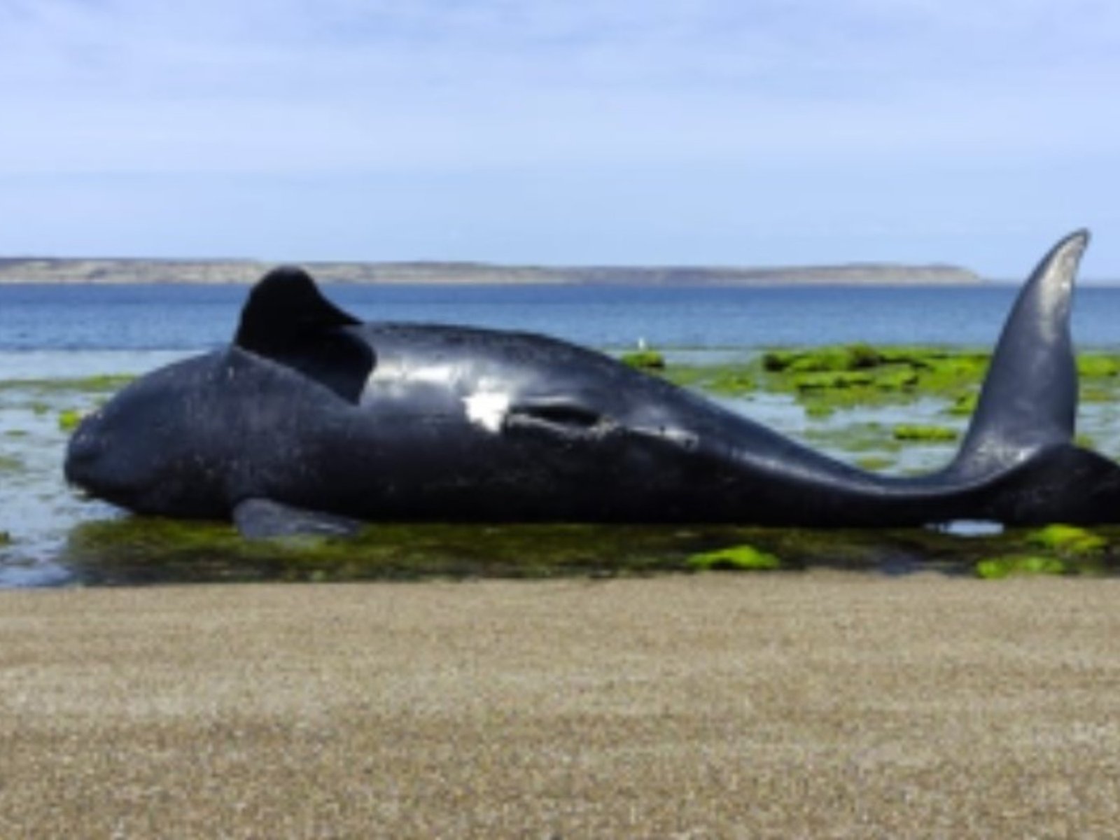 encontraron 21 ballenas muertas y ya contabilizan 71 en lo que va del año