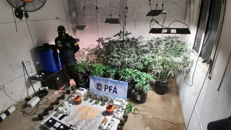 Allanamientos y descubrimiento de una plantación de “marihuana hidropónica”