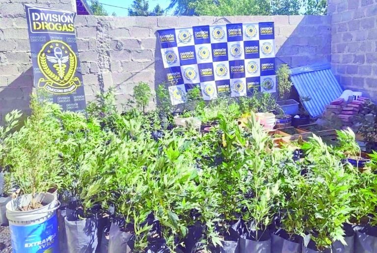 Bosque de marihuana: El imputado está en el Programa de Cannabis Medicinal pero supera ampliamente la cantidad de plantas permitidas