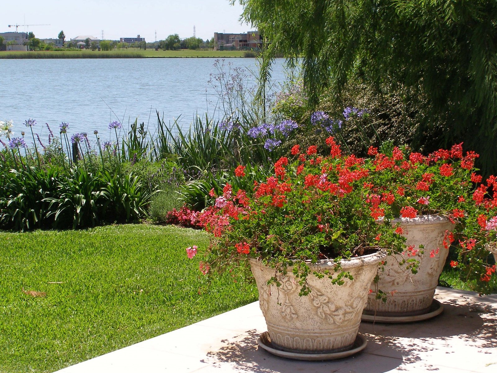 Cinco plantas en maceta que aguantan varios días sin agua