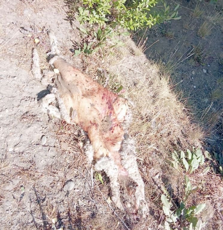 Detienen a dos personas por abigeato en la zona de Piedrabuena