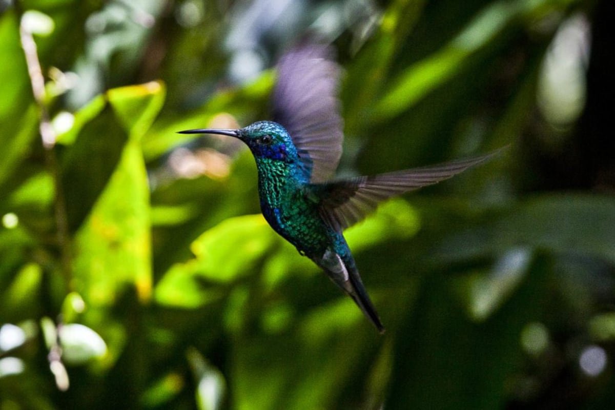 Hummingbirds thrive on an extreme lifestyle. Here’s how | Science