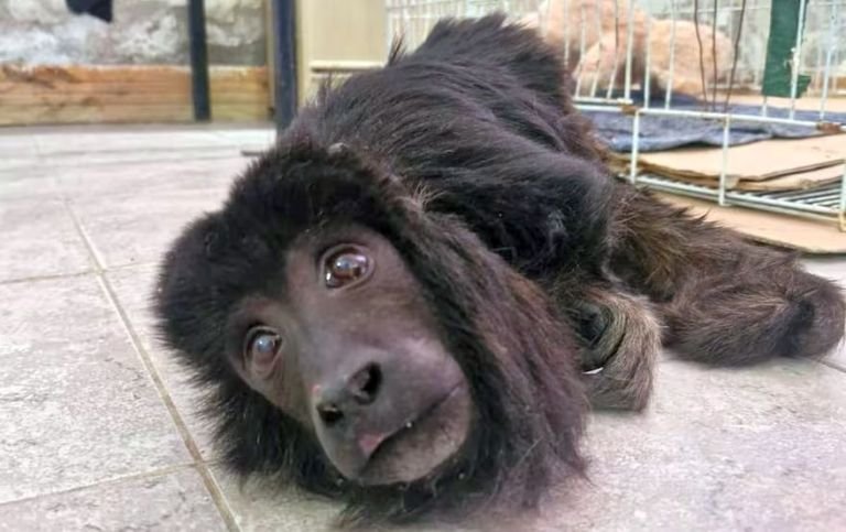 Las Heras: estremecedor caso de un mono carayá rescatado de una casa con su cuerpo atrofiado