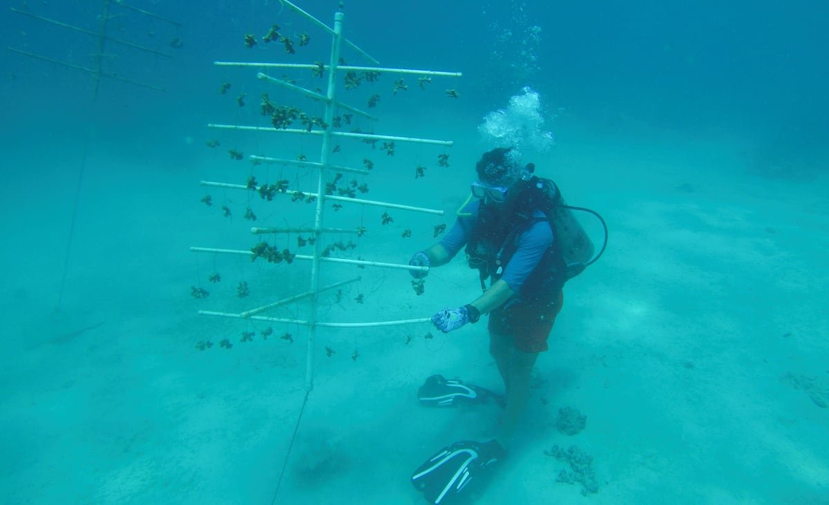 Las granjas de coral buscan salvar a los arrecifes de Venezuela