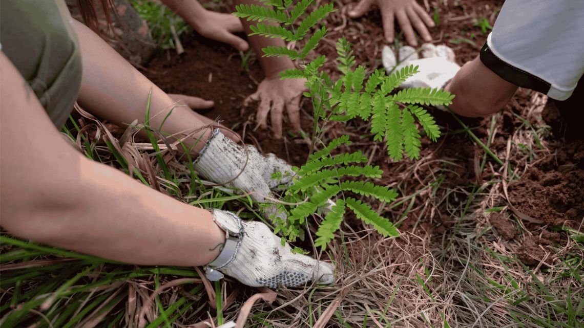 Logro histórico en sostenibilidad: cómo la neutralidad de carbono ayuda a la crisis climática
