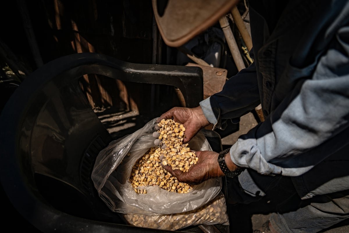 México pierde el panel sobre el maíz transgénico frente a EE UU y Canadá | Economía