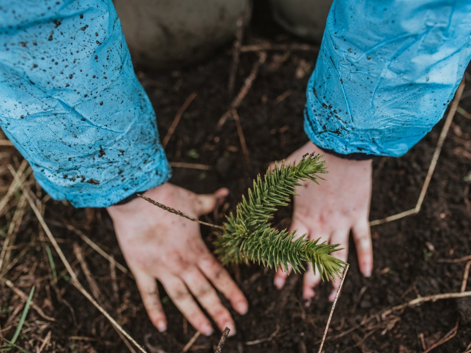 Prevención en los bosques