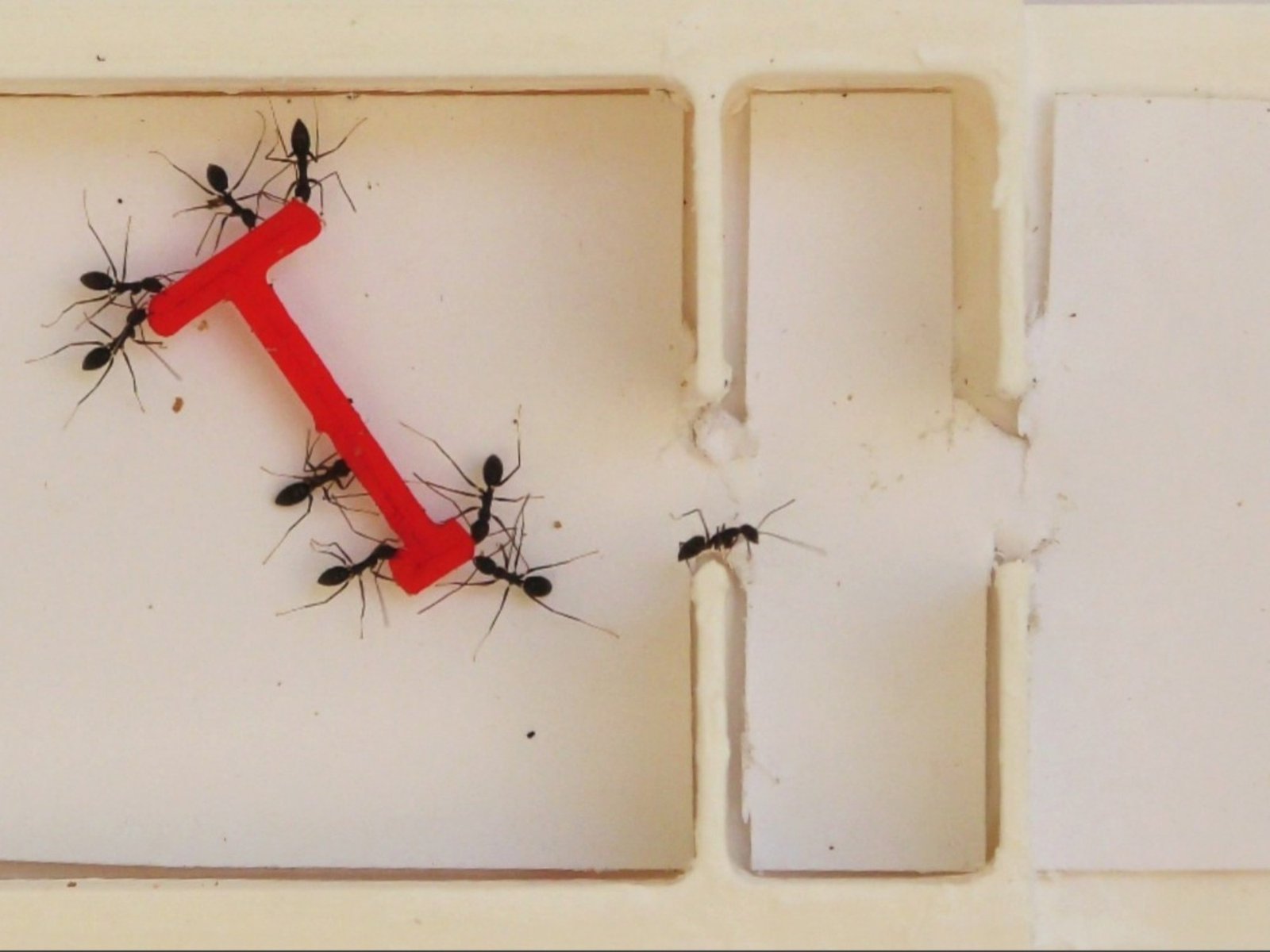 Pusieron a competir a un grupo de hormigas contra otro de personas y el resultado fue sorprendente