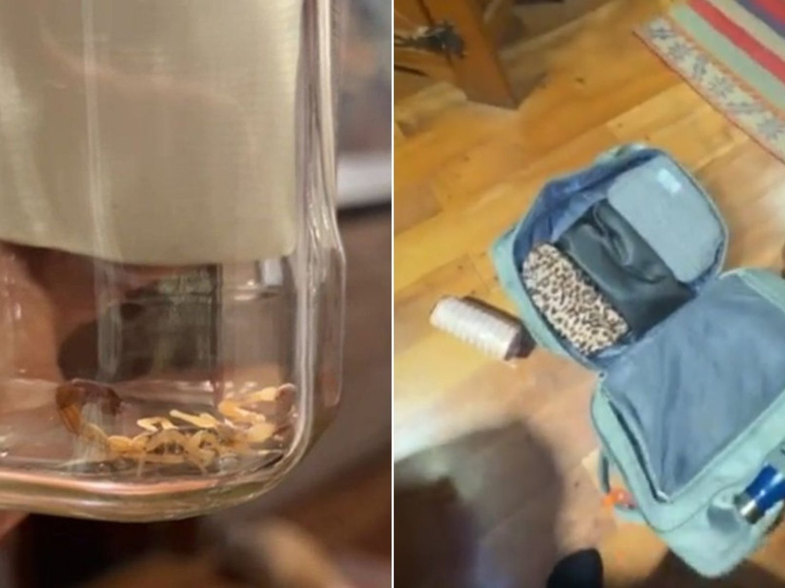 Se fue de viaje de intercambio a Australia, volvió a Argentina tras seis meses y trajo un indeseado intruso en la mochila: un alacrán venenoso