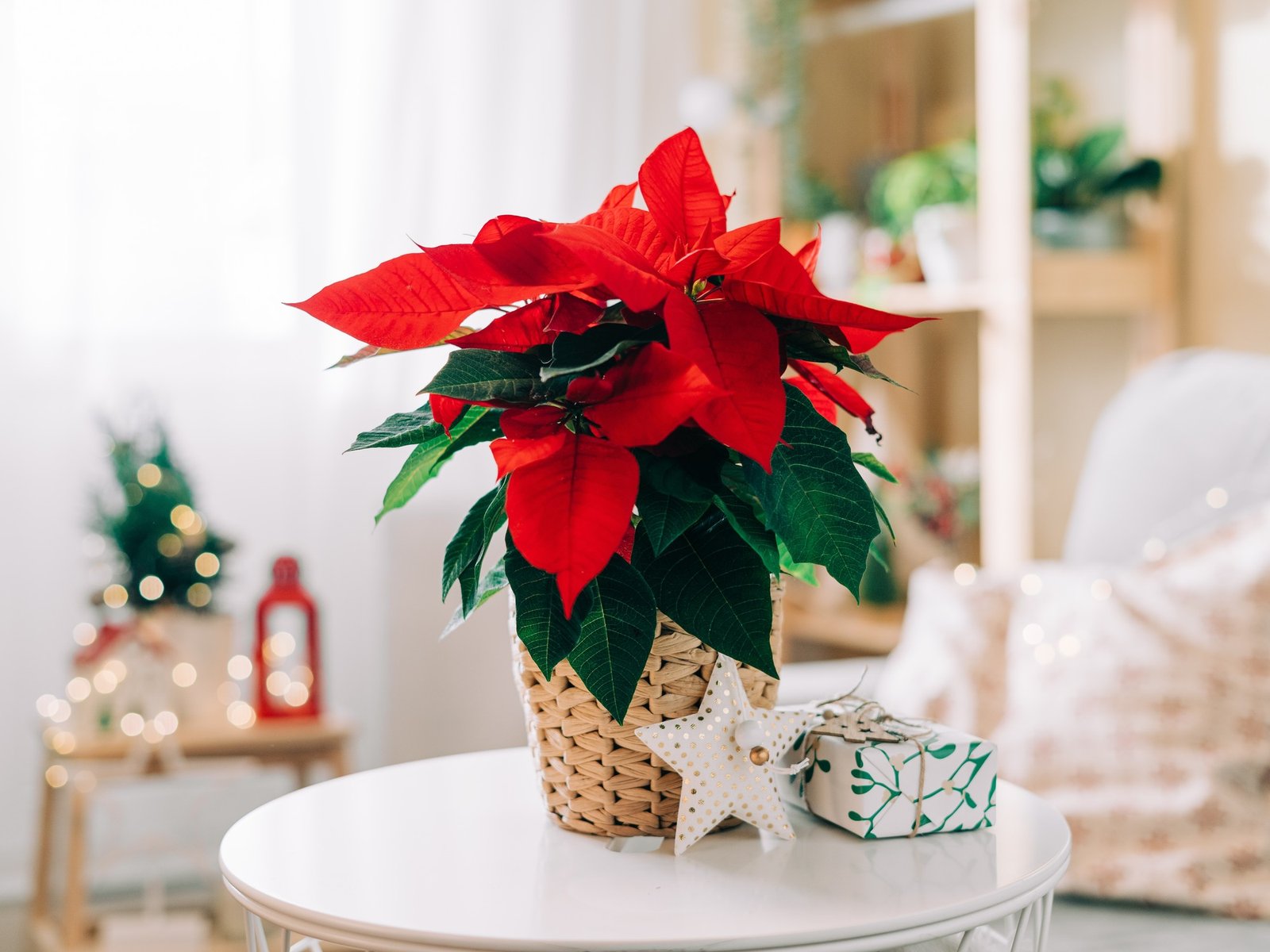 Siete plantas para decorar tu casa en Navidad