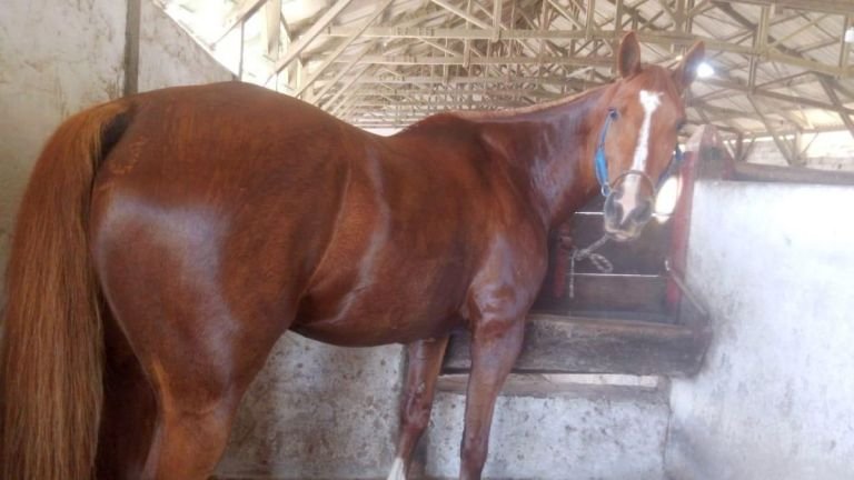 Tras nueve días de búsqueda recuperan a una yegua del Ejército que se había extraviado en Puerto Deseado