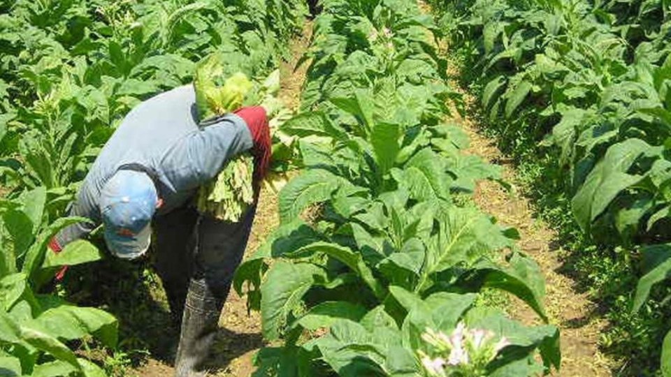 Una tabacalera en problemas | Avanza la causa por venta de cigarrillos truchos