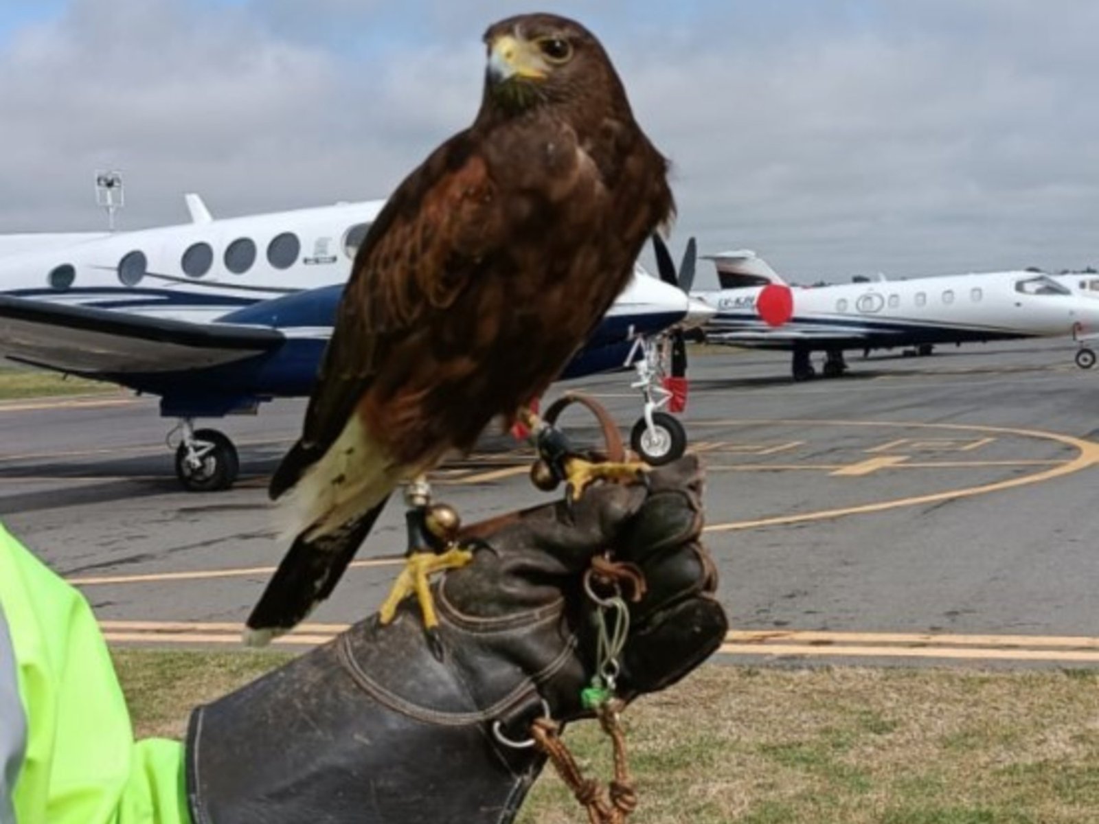 los métodos que usan en la Argentina para espantar las aves en aeropuertos