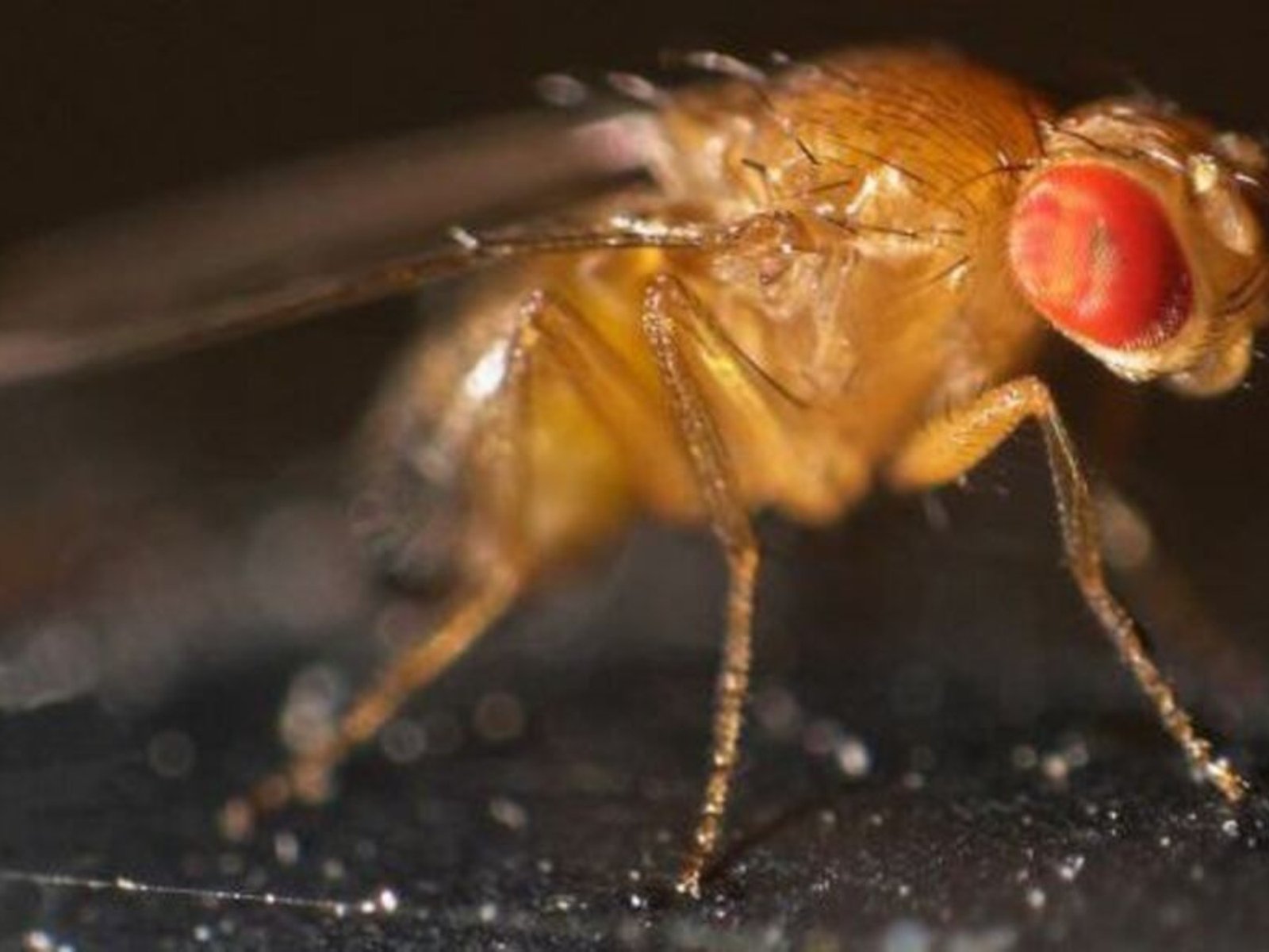 por qué se reproducen tan fácil y cómo hacer para eliminarlas