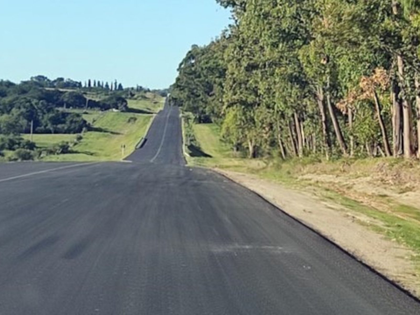 viajaba en un auto que chocó con tres vacas y se estrelló contra un árbol