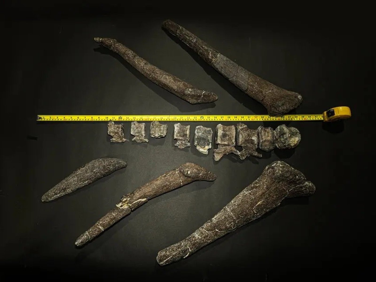 ¿Querés invertir en un dinosaurio? El estegosaurio que sale a la bolsa en EE.UU.