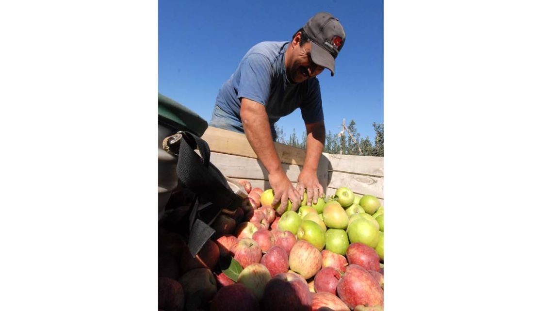 Advierten que podrían desperdiciarse hasta 100 millones de kilos de fruta