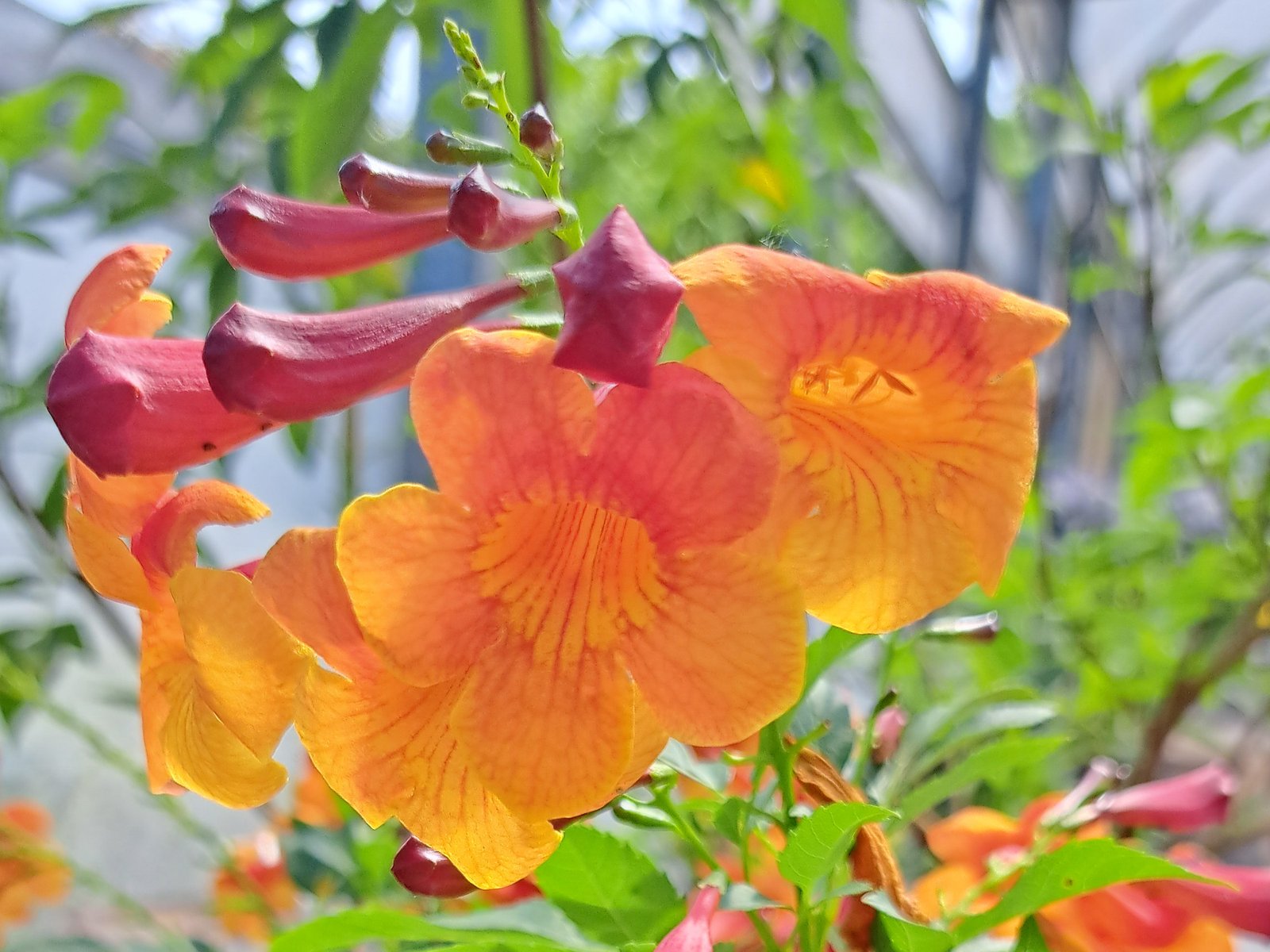 Cinco plantas con flores creadas por argentinos en el INTA
