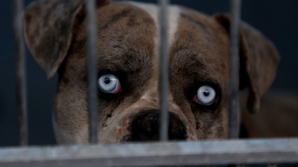 Conmovedores videos de rescate de animales en los infernales incendios de Los Ángeles