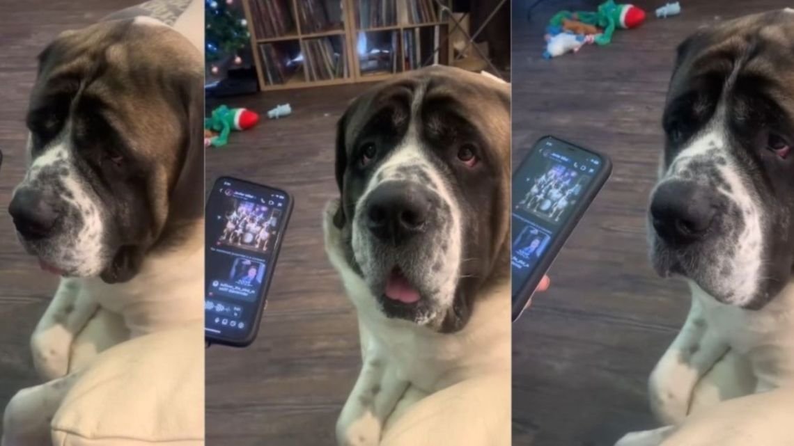 Javier Milei le mandó un audio por el año nuevo a un perro “influencer” australiano