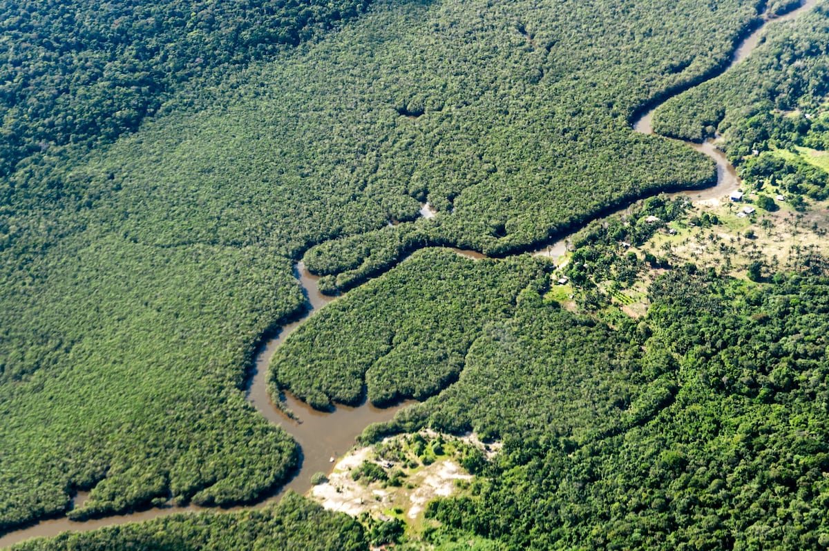 Ser selva, la verdadera salida ante la crisis climática | América Futura