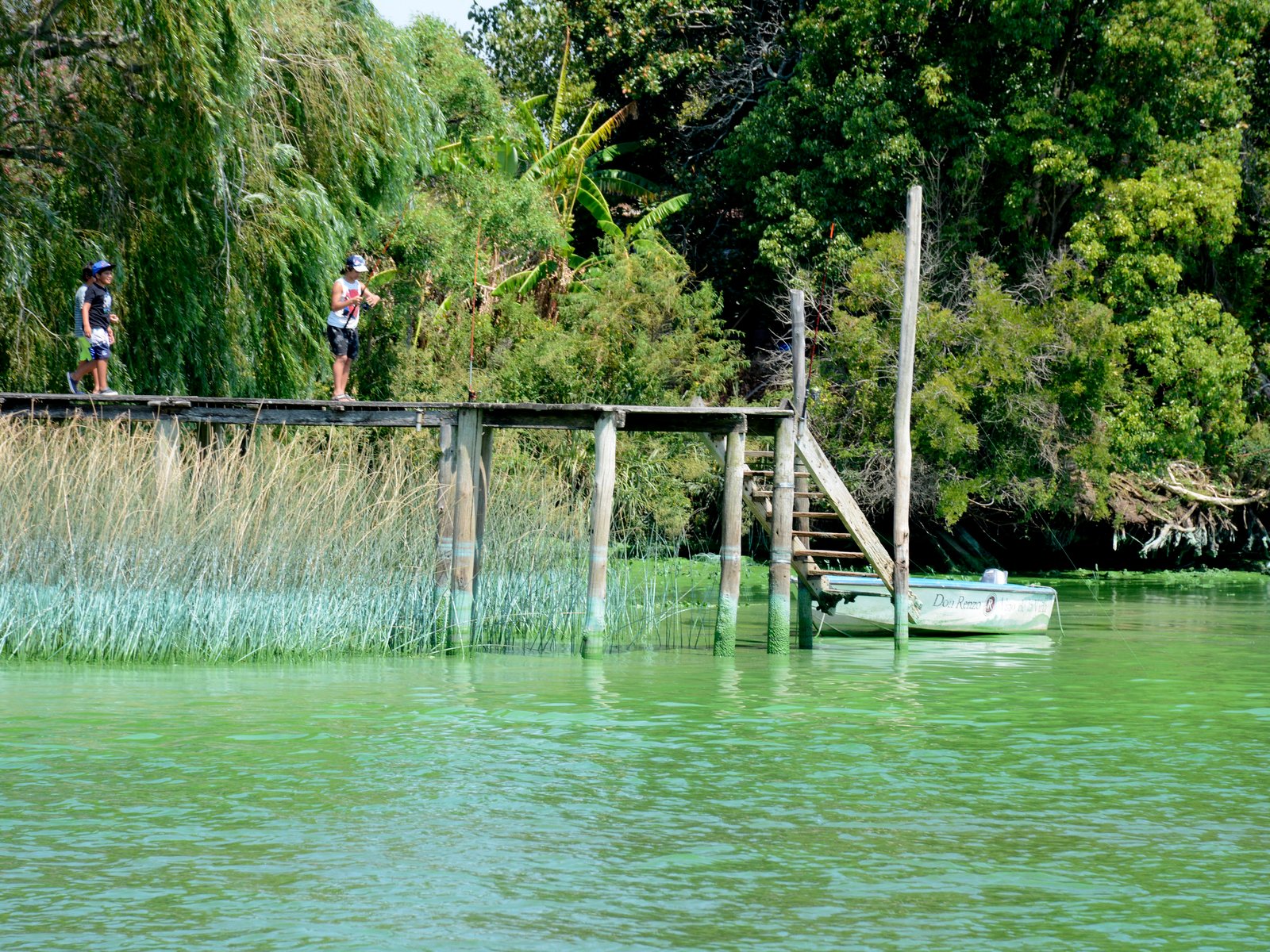 alerta por la presencia de cianobacterias en las playas del sur del Río de la Plata