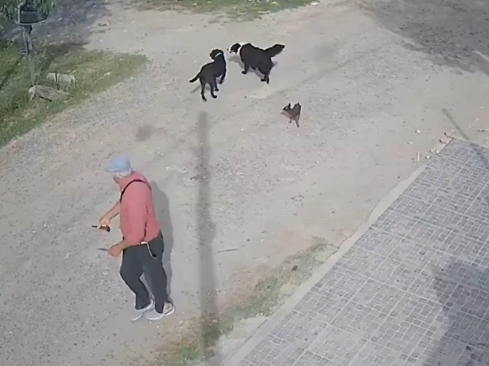 detuvieron a un hombre por matar a puñaladas a un perro en La Plata