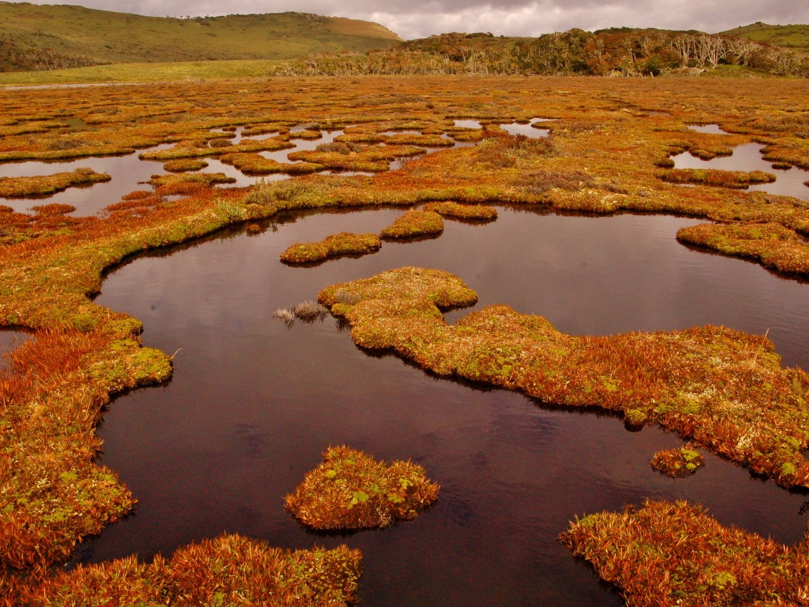 están desapareciendo tres veces más rápido que los bosques
