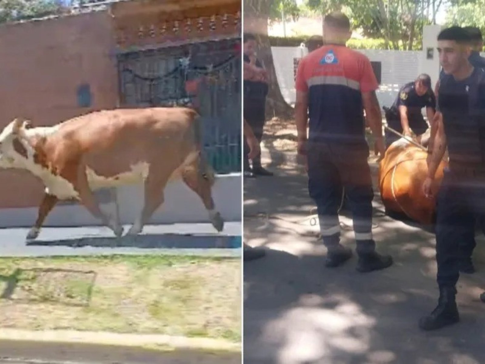 se cayó de un camión rumbo a un matadero y corrió 30 cuadras antes de ser atrapada