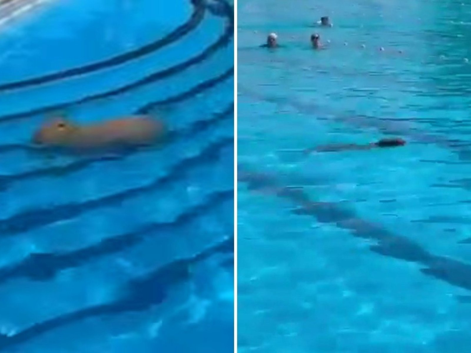 un carpincho se metió a la pileta de un club de San Isidro y sorprendió a la gente