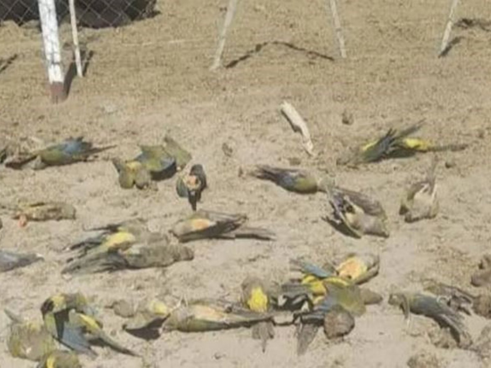 Denuncian una matanza de 300 loros en campos de Chos Malal, en Neuquén